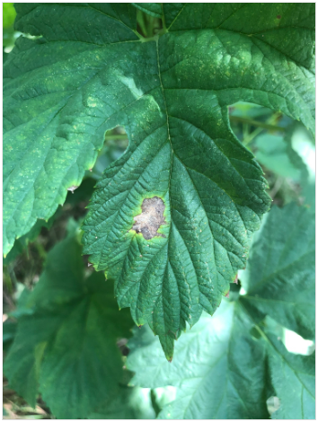 A brown lesion on a hop leaf.